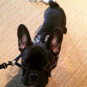 Dog Trainer Atlanta Blog on Redirecting 