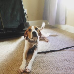 Dog Training Atlanta Blog