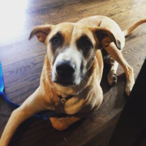 Dog Training Atlanta