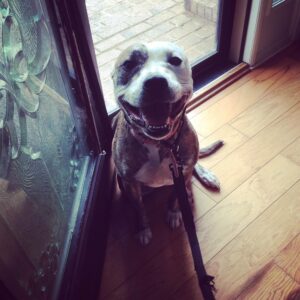 Dog Trainer Atlanta Blog - Peachtree Dog Training