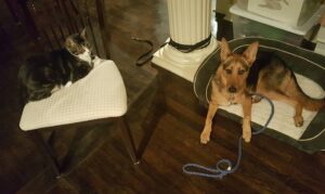 Dog Trainer Atlanta Blog on the importance of heeling.