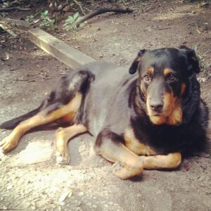 Christina Dore of Peachtree Dog Training Atlanta shares tips about losing a beloved pet. 